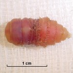 Botfly Larvae of the horse
