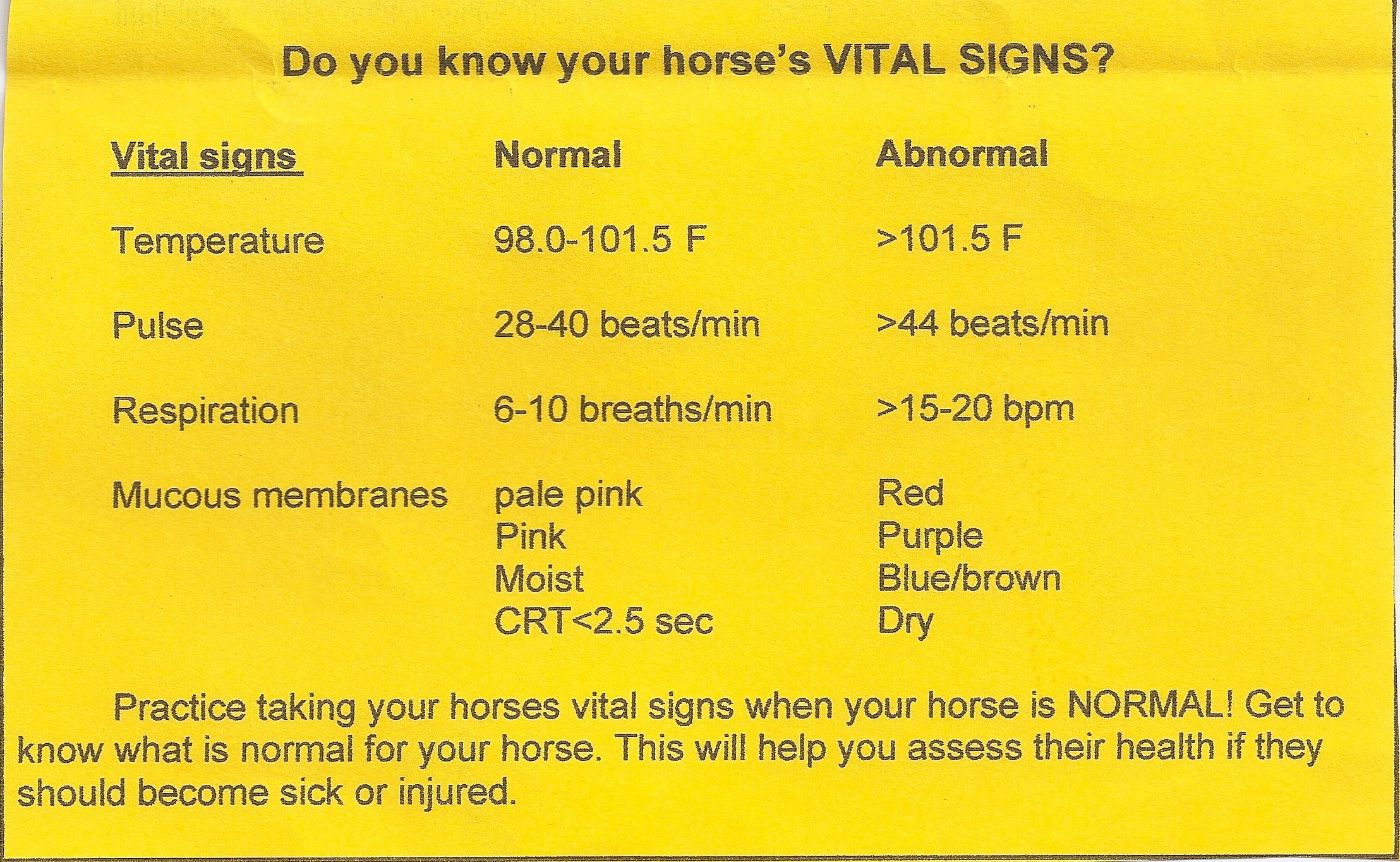 HORSE'S VITAL SIGNS