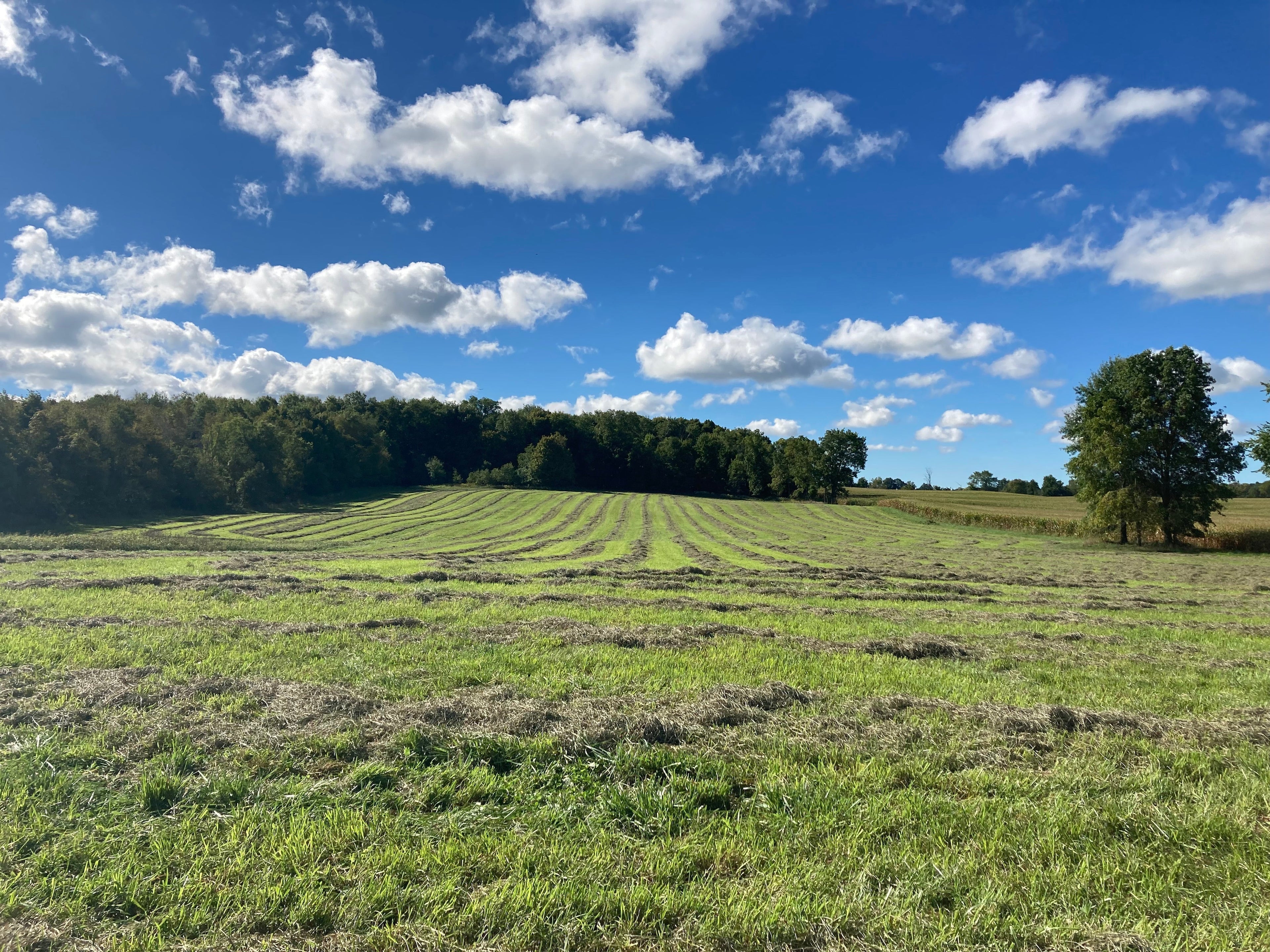 Hay or Grain First