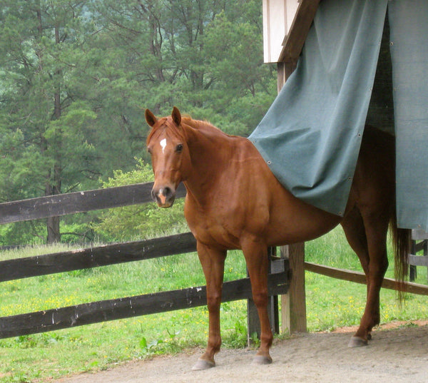 Screens for Barns and Stables